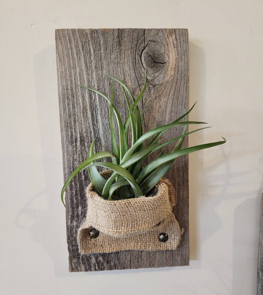 Burlap & Wood Wall Planter (Air Plants Included)