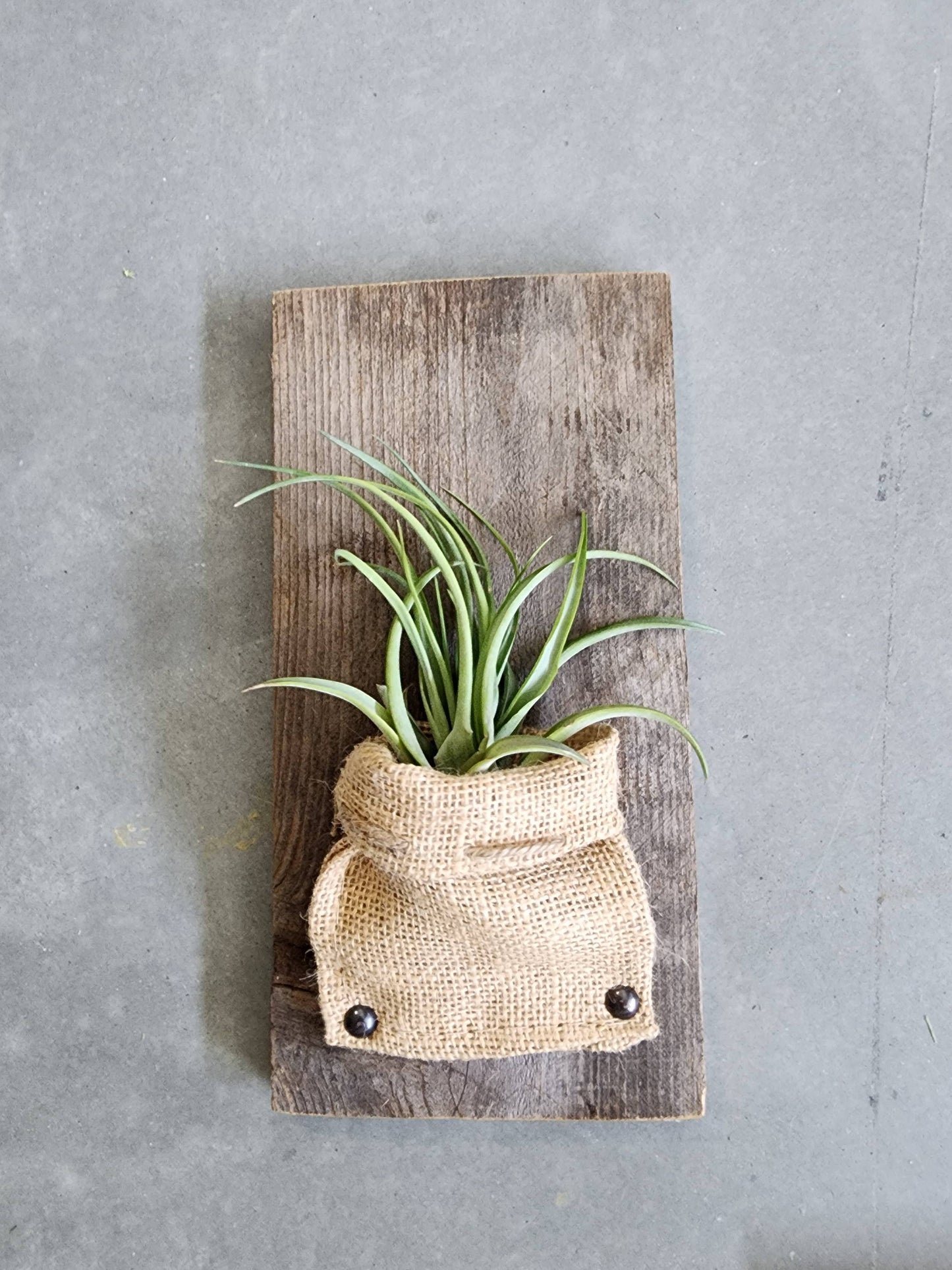 Burlap & Wood Wall Planter for air plants and small plants