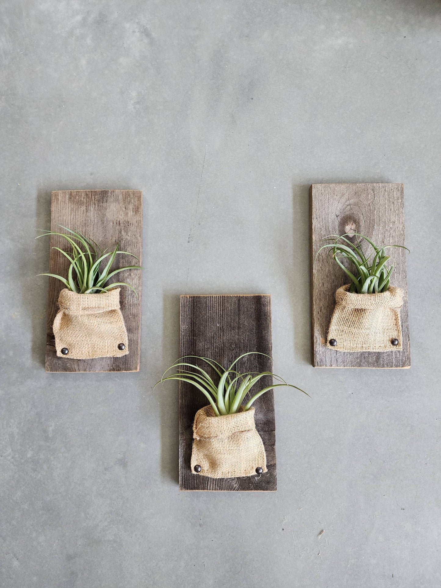 Burlap & Wood Wall Planter (Air Plants Included)